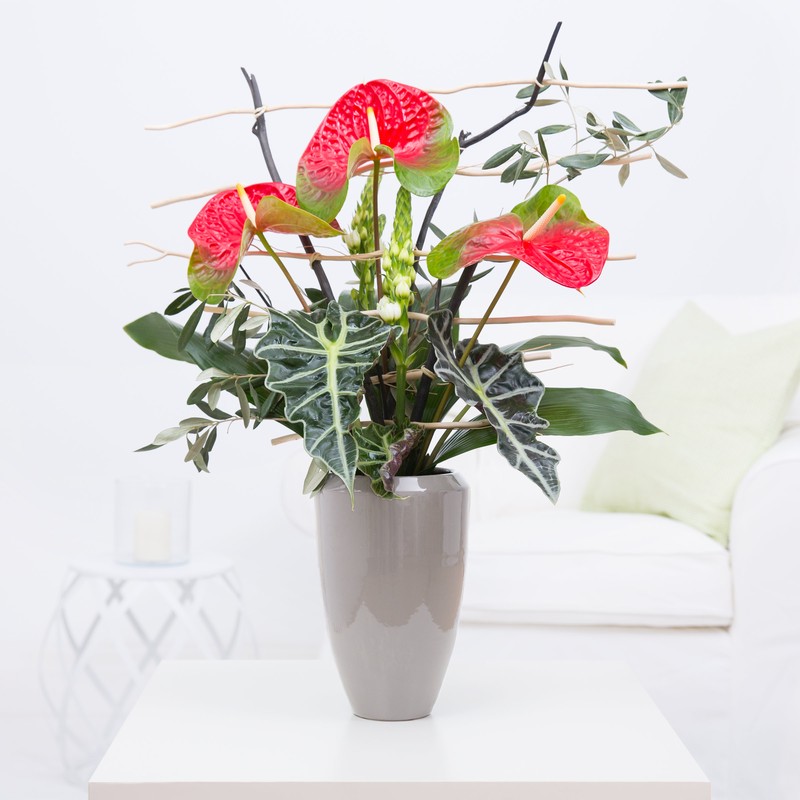 Anthurien "Flamingoblume"